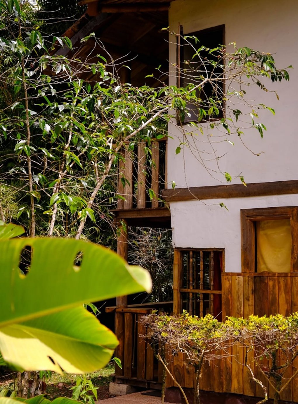 Exterior de una cabaña de madera y paredes blancas entre ramas y hojas