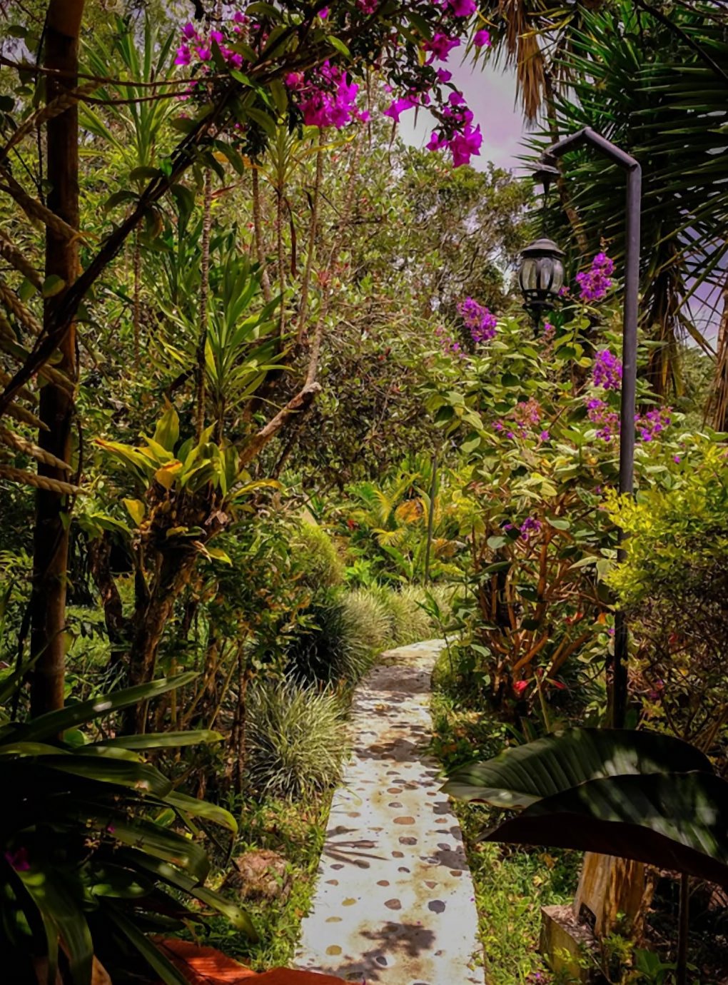 Sendero de piedra entre plantas tropicales, buganvillas y un farol